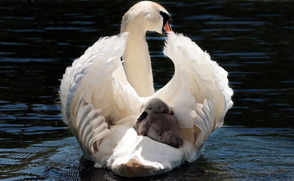 Mute Swan 3