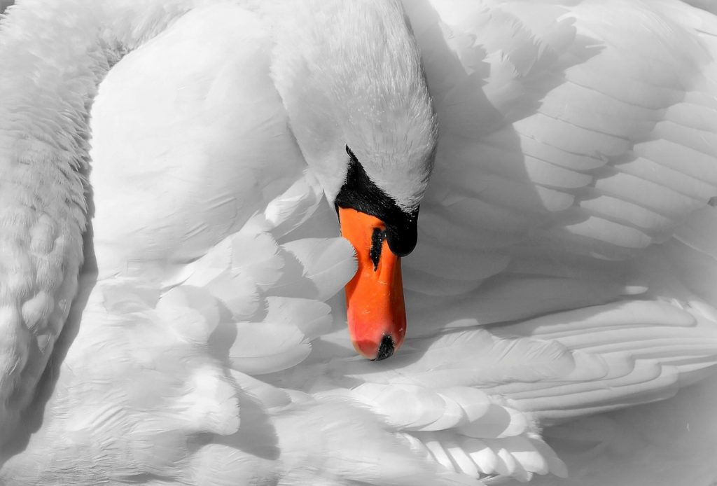 Mute Swan 5