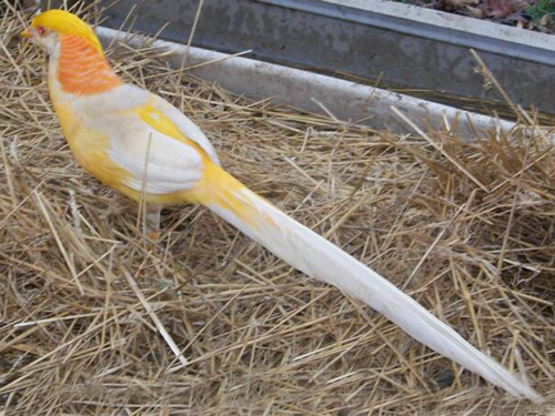Peach Golden Pheasant