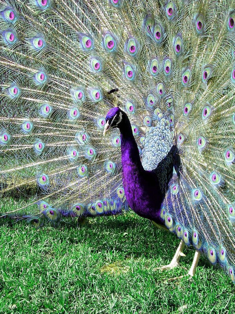 Purple Peafowl