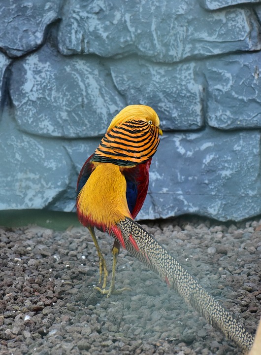 Red Golden Pheasant 1