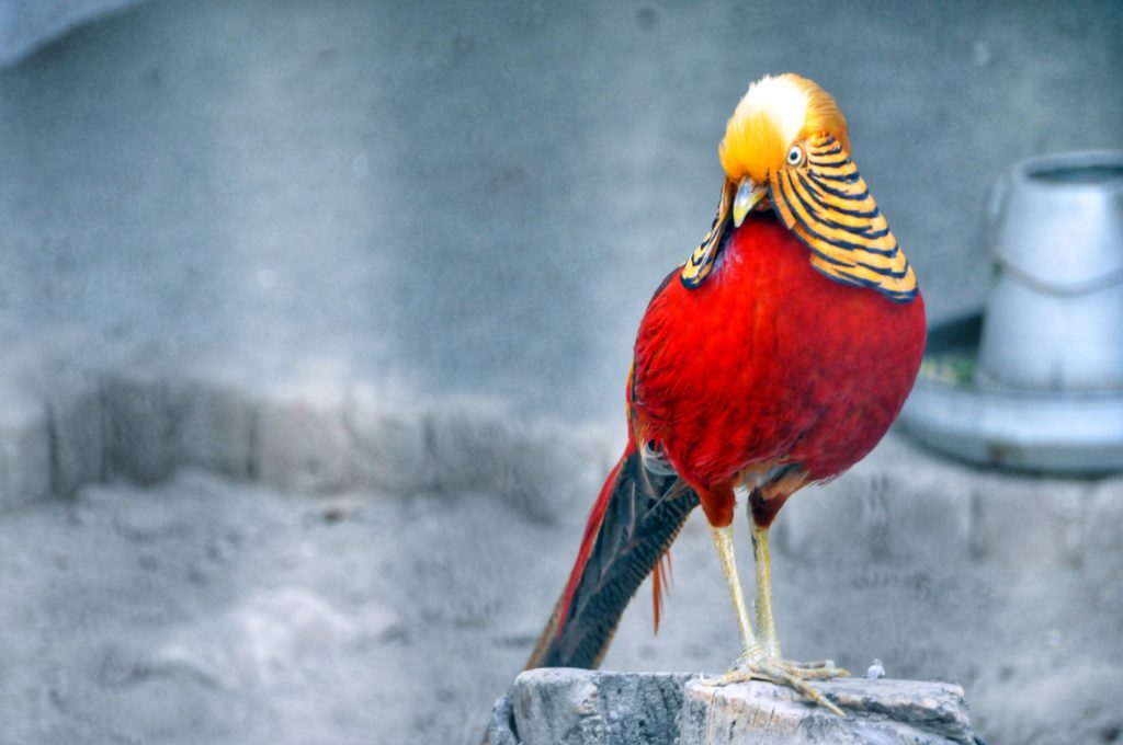 Red Golden Pheasant At Zoo
