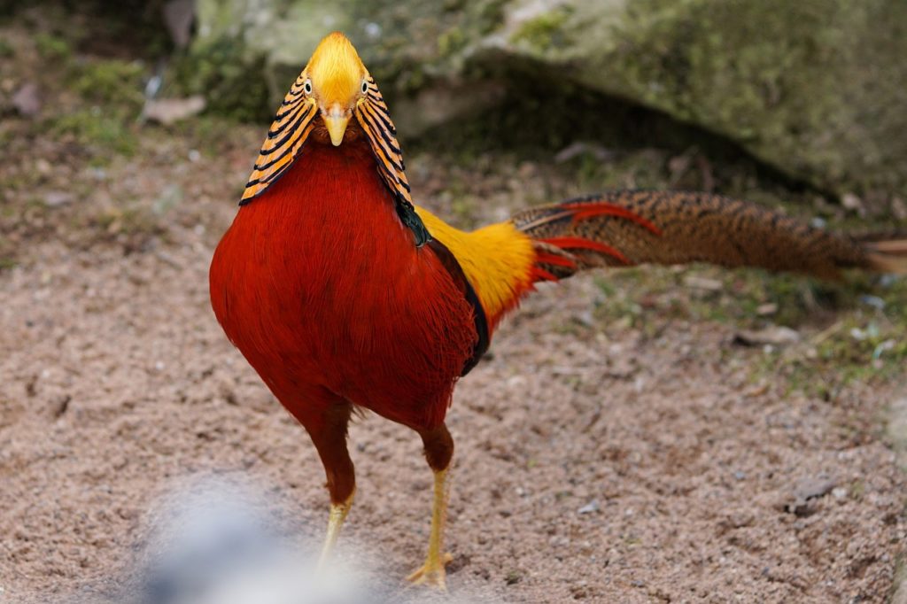Red Golden Pheasant on display