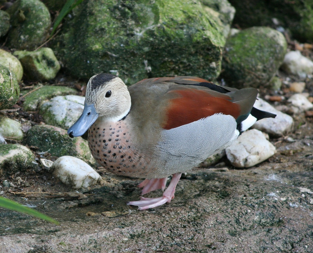 Ringed Teal Duck 1