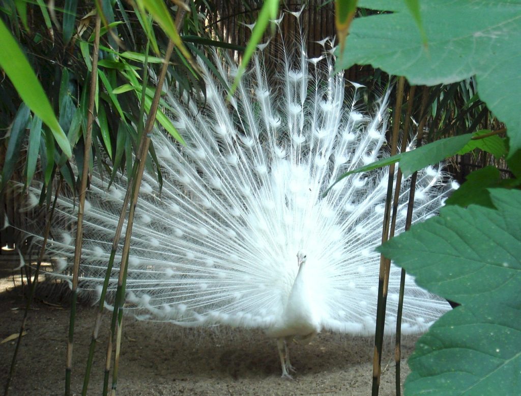 White Peafowl 3